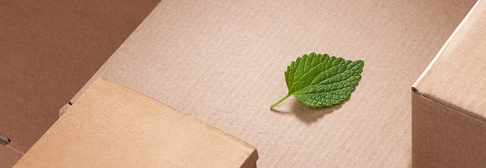 Grünes Blatt auf Karton